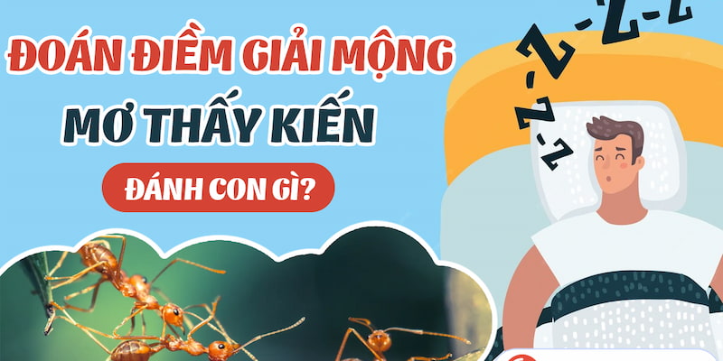 Chiêm bao thấy kiến là cơ hội làm giàu cho những ai tin vào những con số tâm linh