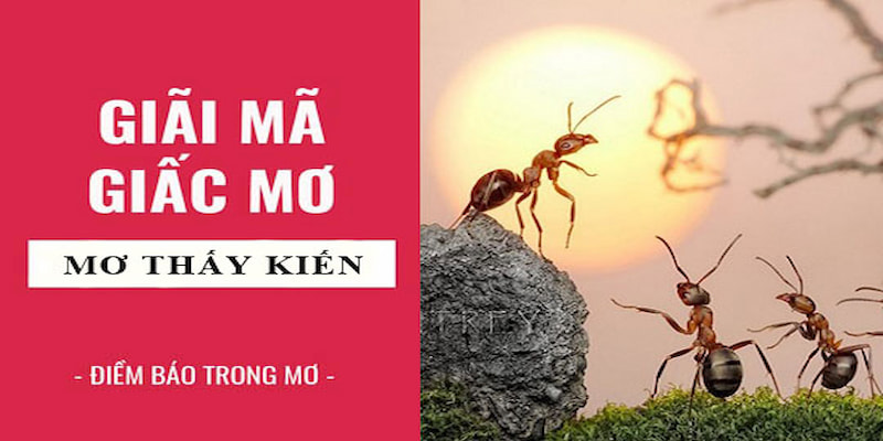 Mơ Thấy Kiến